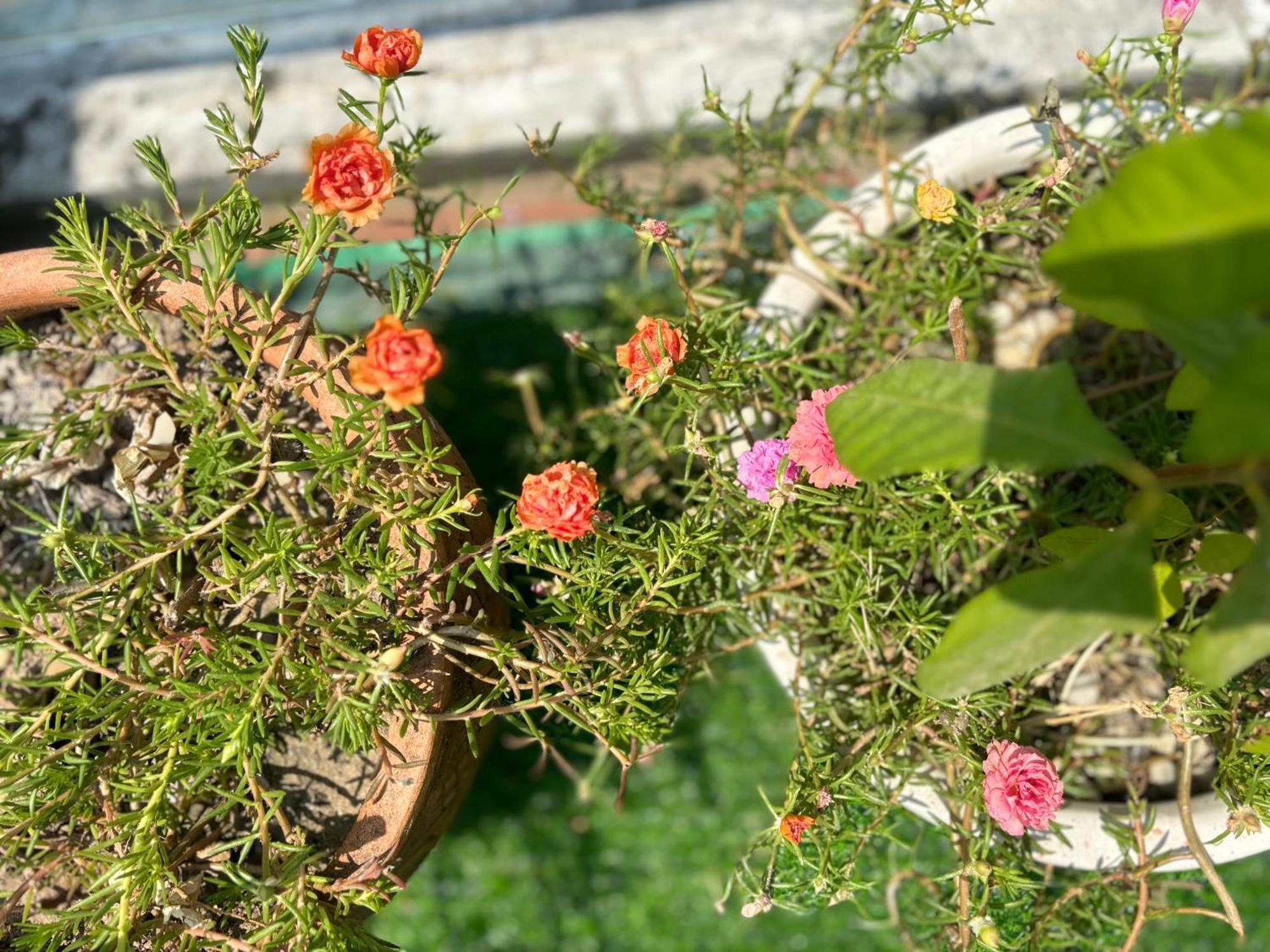 Good Morning Hoi An Homestay And Hostel Bagian luar foto